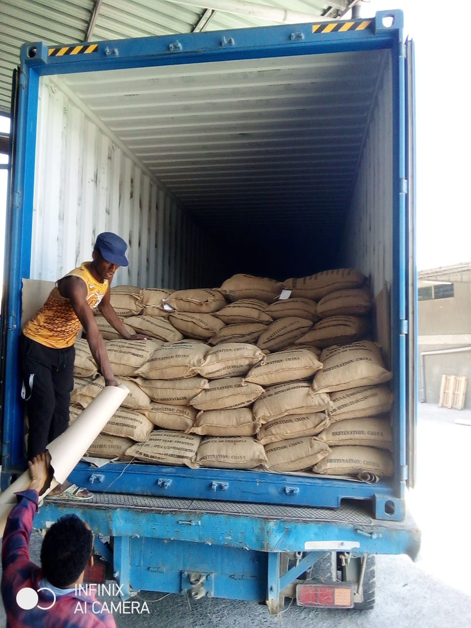 Ethiopia coffee harvest