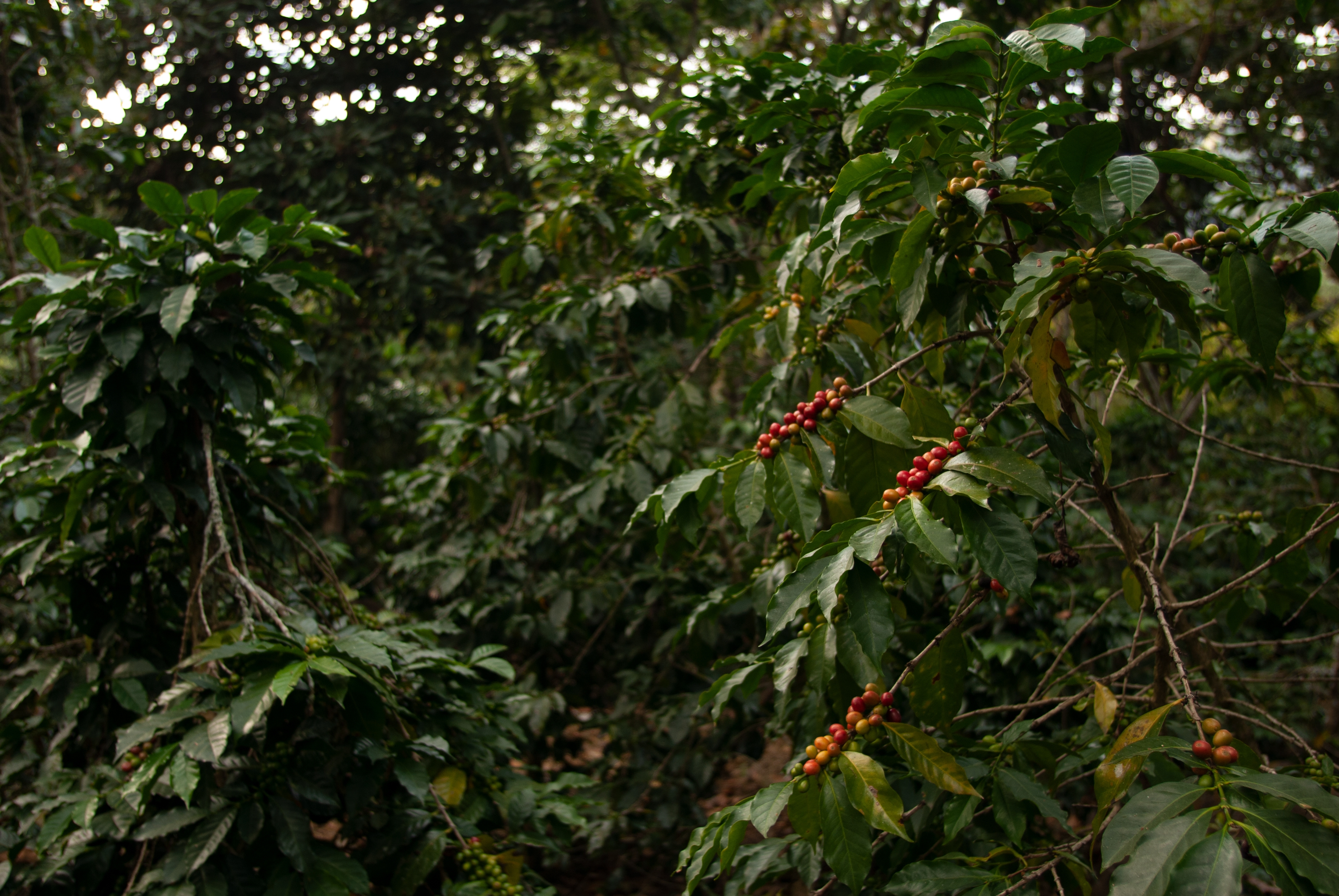 Ethiopia coffee field