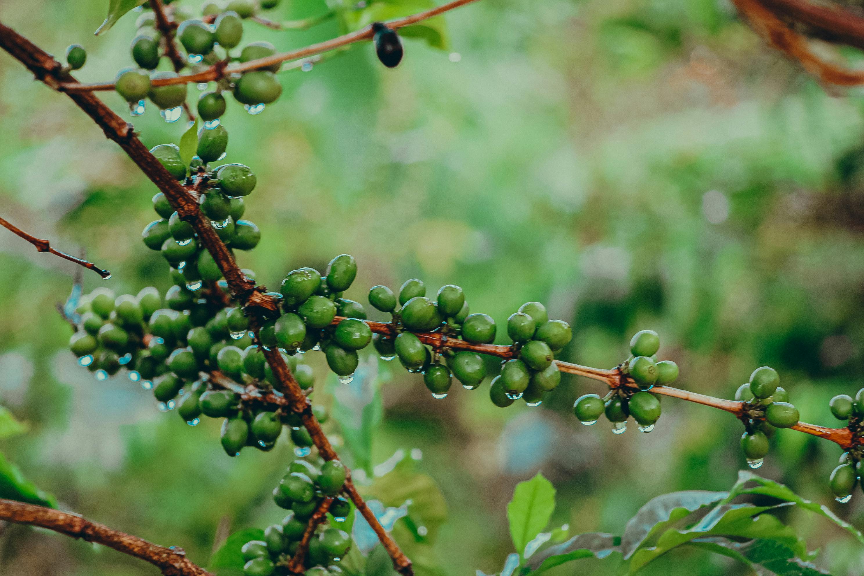Ethiopia coffee tree