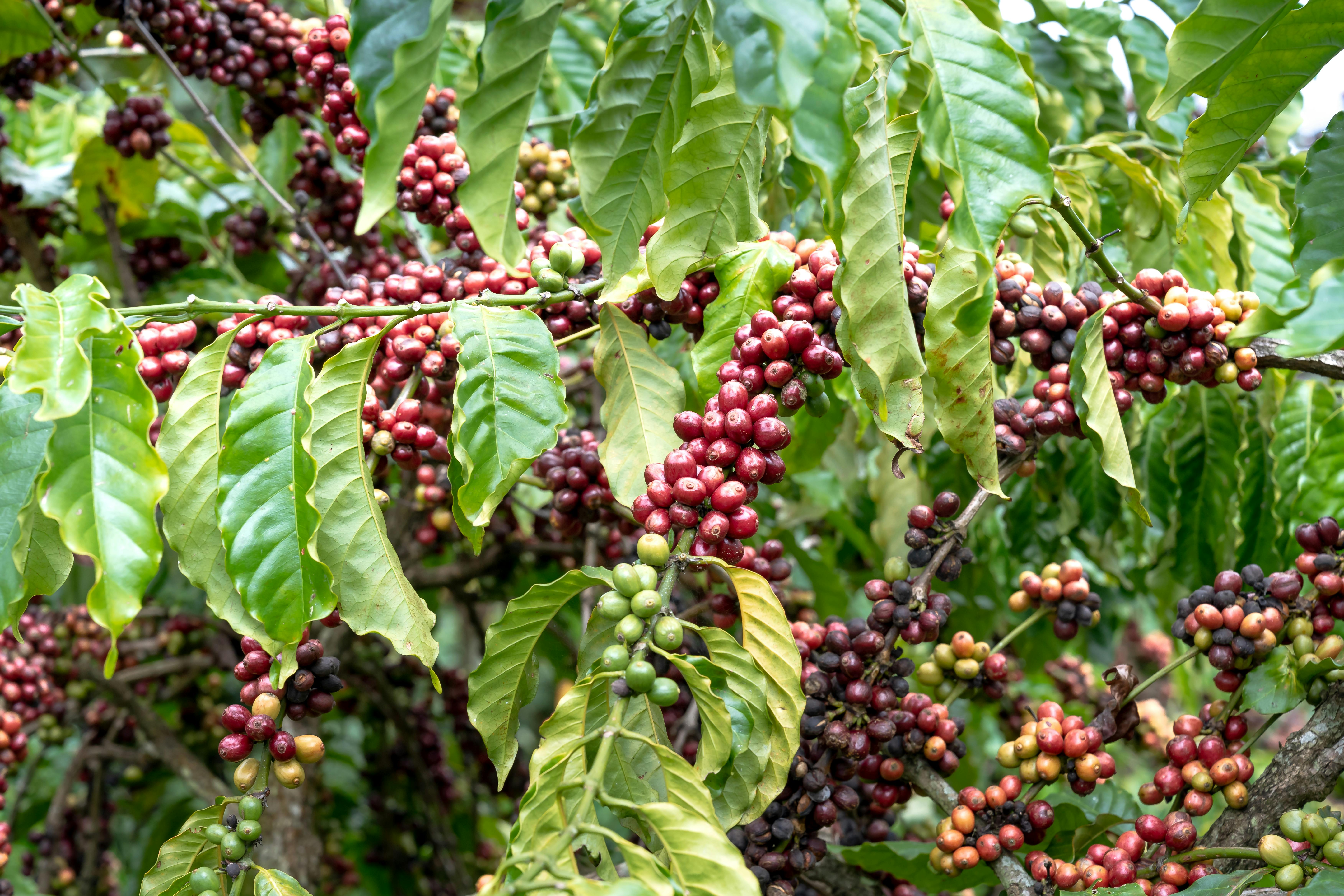 Ethiopia coffee plantation