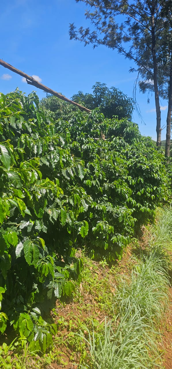 Kenya coffee farmer