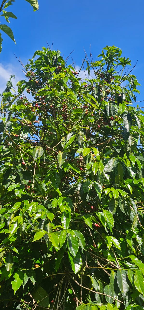 Kenya coffee harvest