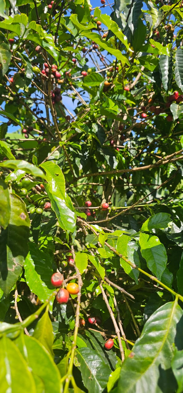 Kenya coffee plantation and coffee cherries