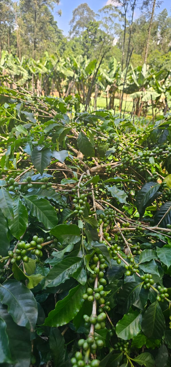 Kenya coffee branches
