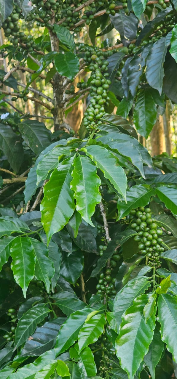Kenya coffee sourcing