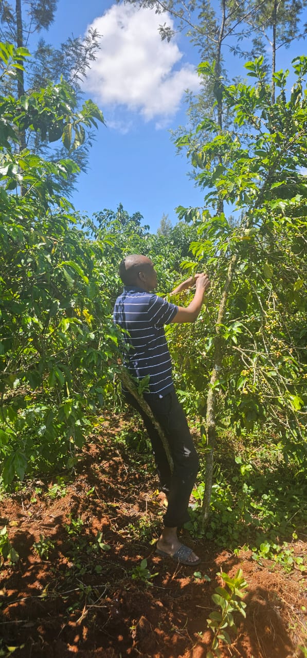 Uganda coffee farmer