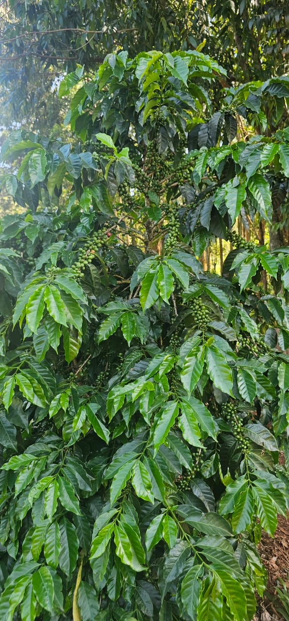 Uganda coffee cherries drying