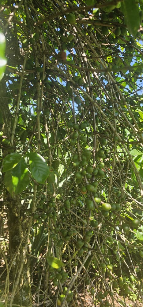 Uganda green coffee cherries